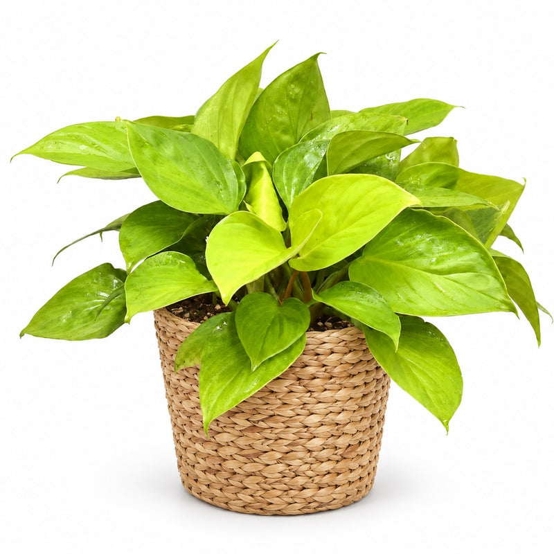 Homalomena Lemon Lime Detail