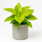 Homalomena Lemon Lime 30cm im 15cm Topf