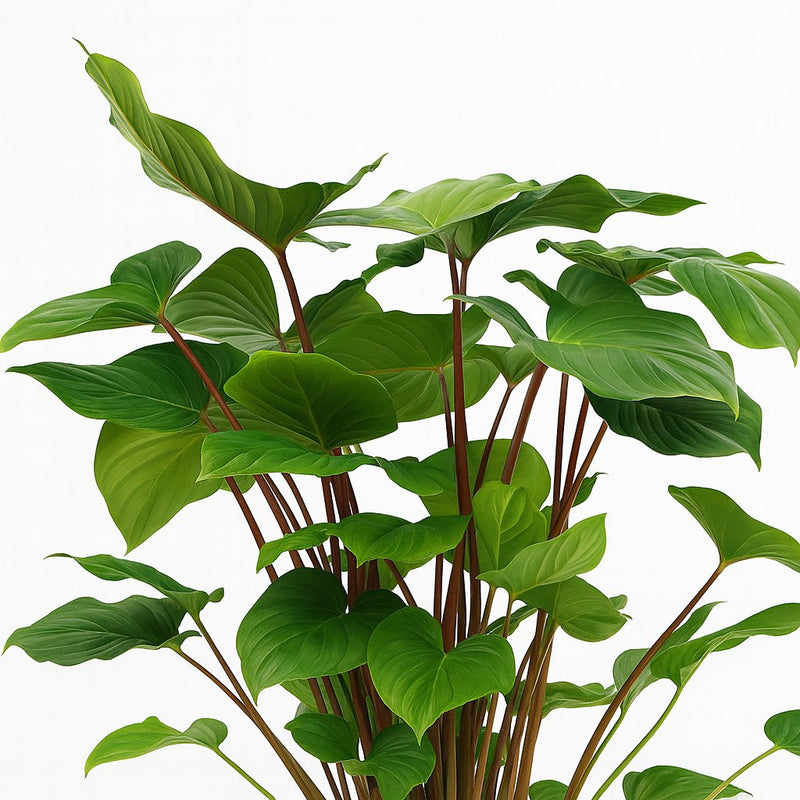 Homalomena Rubescens Maggy Detail