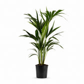 Howea Forsteriana (100cm, Ø19cm) im Kulturtopf