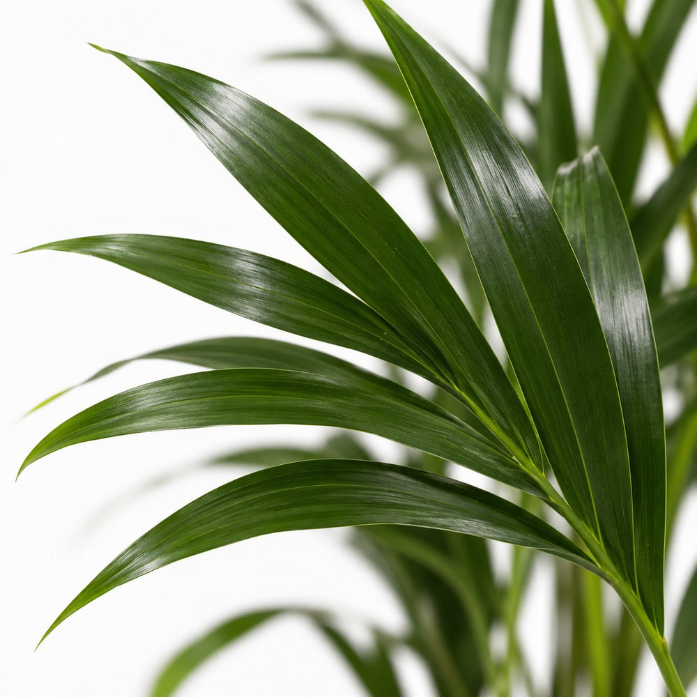 Howea Forsteriana (100cm, Ø19cm), Nahaufnahme Blatt