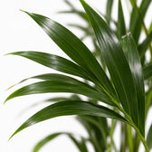 Howea Forsteriana (100cm, Ø19cm), Nahaufnahme Blatt