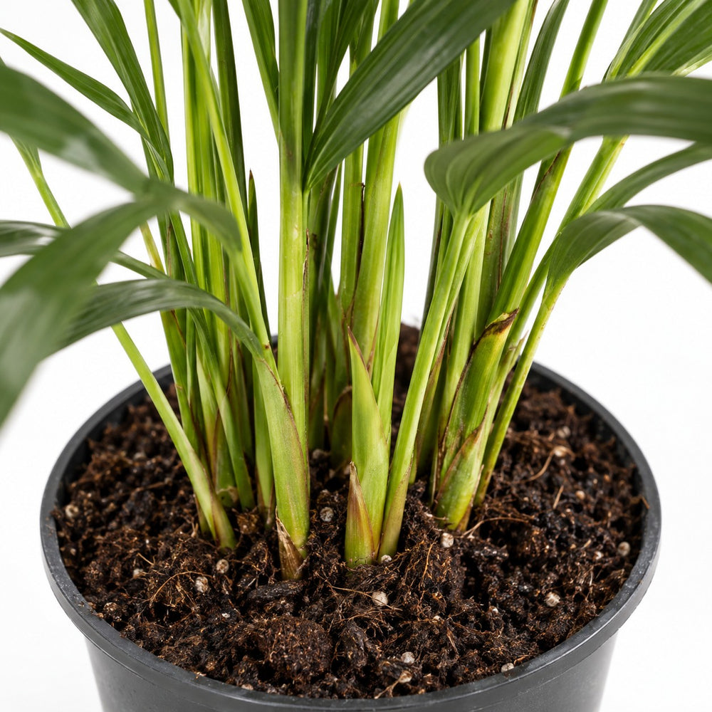 Howea Forsteriana (100cm, Ø19cm), Nahaufnahme Wuchs und Triebansatz