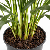 Howea Forsteriana (100cm, Ø19cm), Nahaufnahme Wuchs und Triebansatz