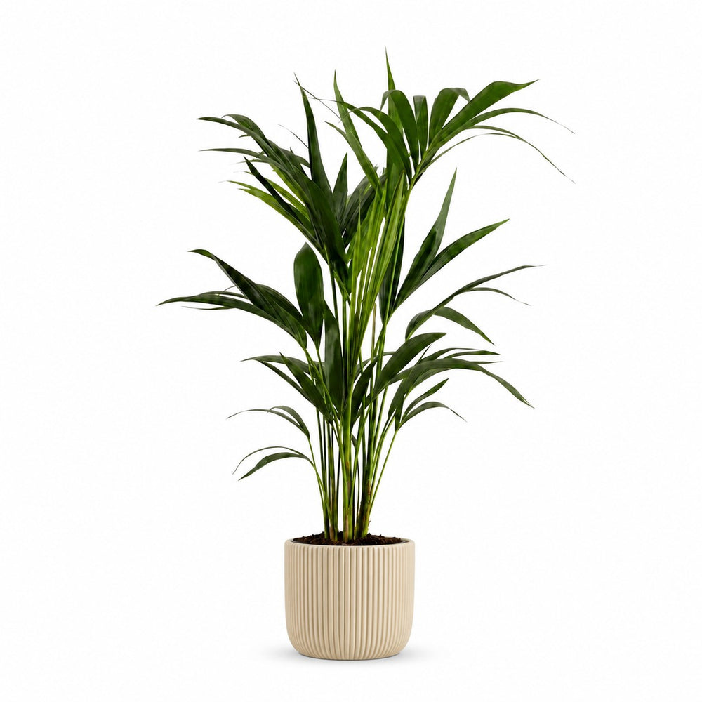 Howea Forsteriana (100cm, Ø19cm), Stylingbeispiel im Übertopf (Übertopf nicht enthalten)