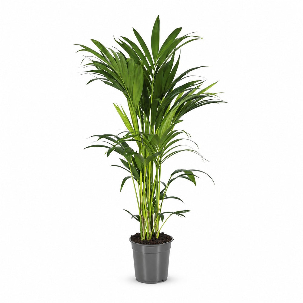Howea Forsteriana (100cm, Ø21cm) im Kulturtopf