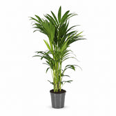 Howea Forsteriana (100cm, Ø21cm) im Kulturtopf