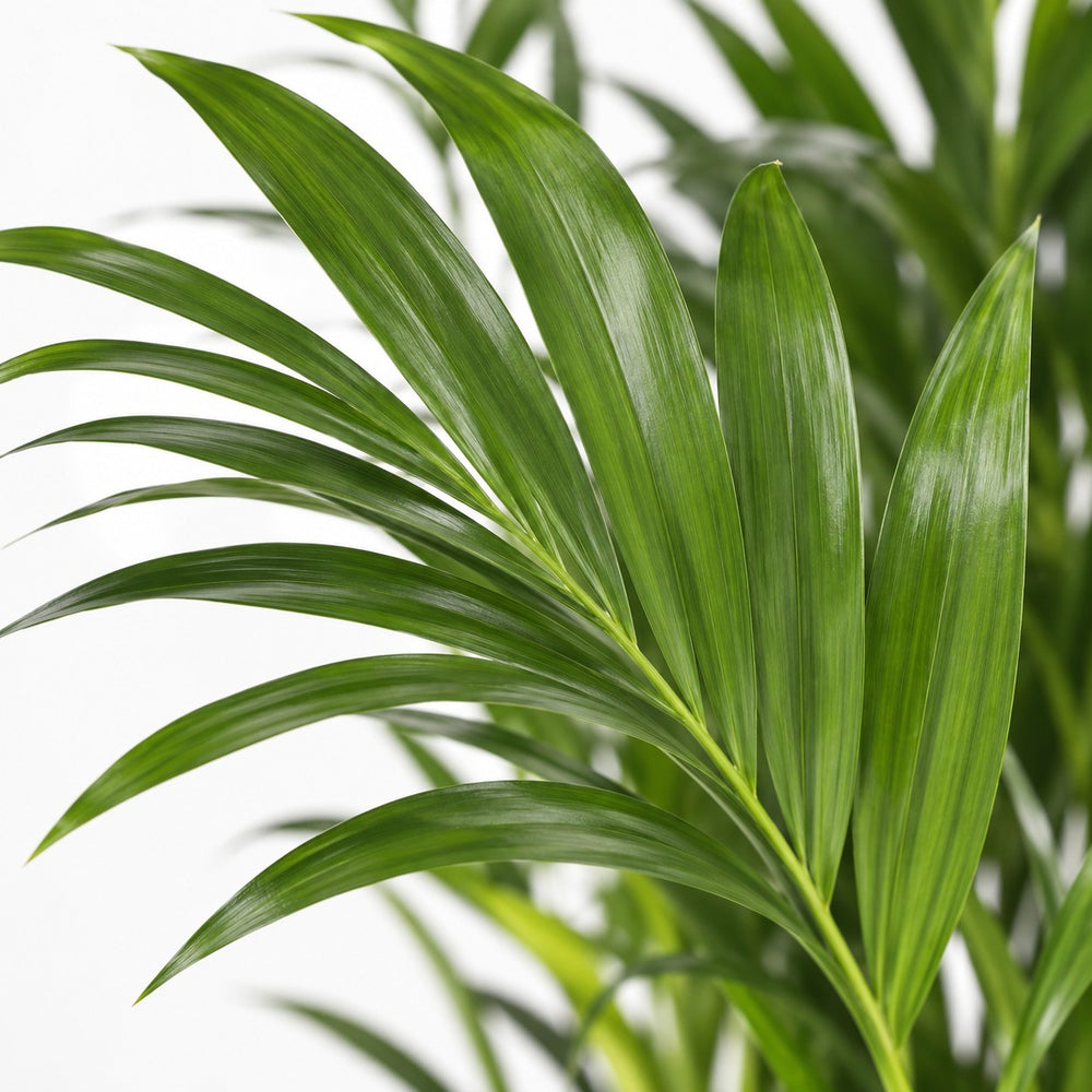 Howea Forsteriana (100cm, Ø21cm), Nahaufnahme Blatt