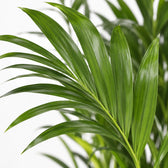 Howea Forsteriana (100cm, Ø21cm), Nahaufnahme Blatt