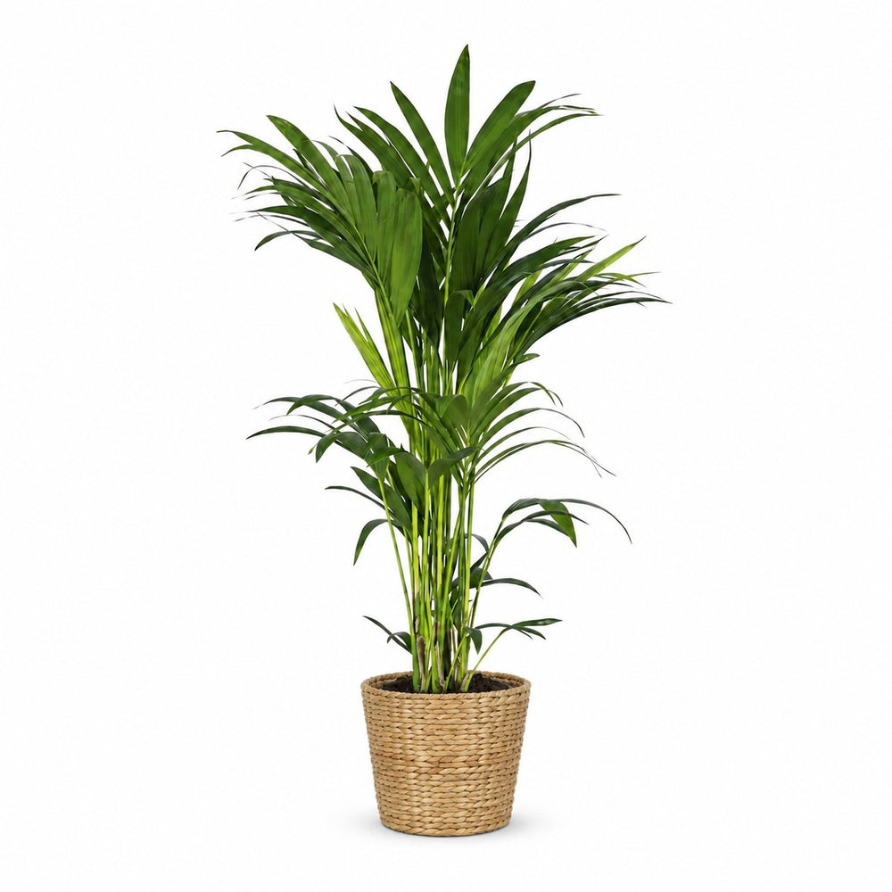 Howea Forsteriana (100cm, Ø21cm), Stylingbeispiel im Übertopf (Übertopf nicht enthalten)