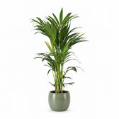 Howea Forsteriana (110cm, Ø21cm), Stylingbeispiel im Übertopf (Übertopf nicht enthalten)