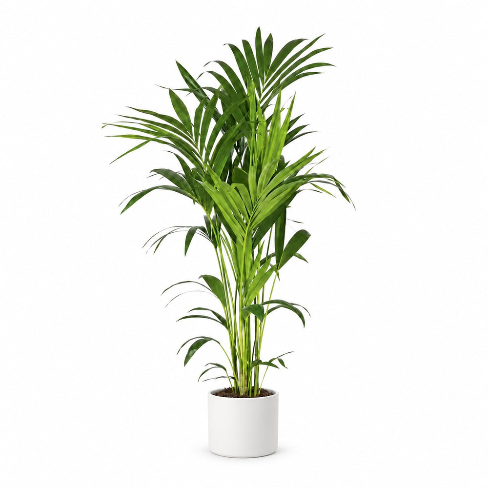 Howea Forsteriana (130cm, Ø21cm), Stylingbeispiel im Übertopf (Übertopf nicht enthalten)