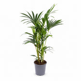 Howea Forsteriana (75cm, Ø17cm) im Kulturtopf