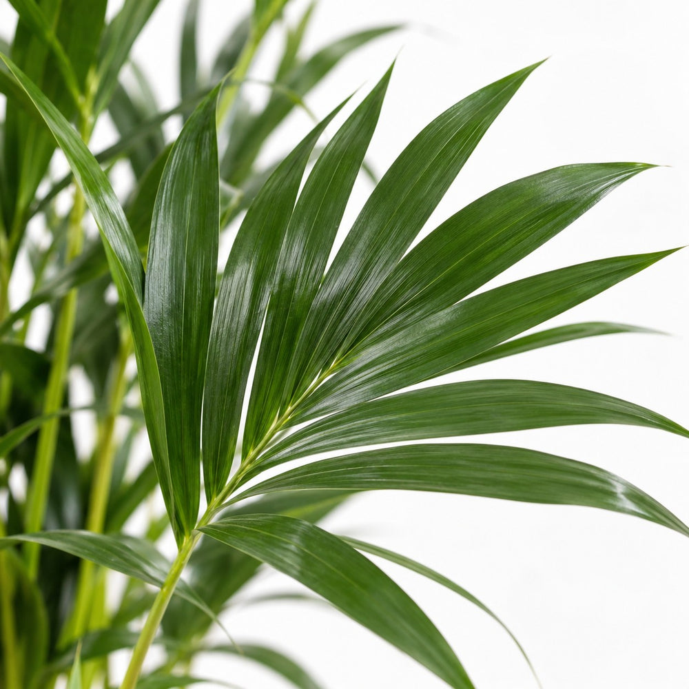 Howea Forsteriana (75cm, Ø17cm), Nahaufnahme Blatt