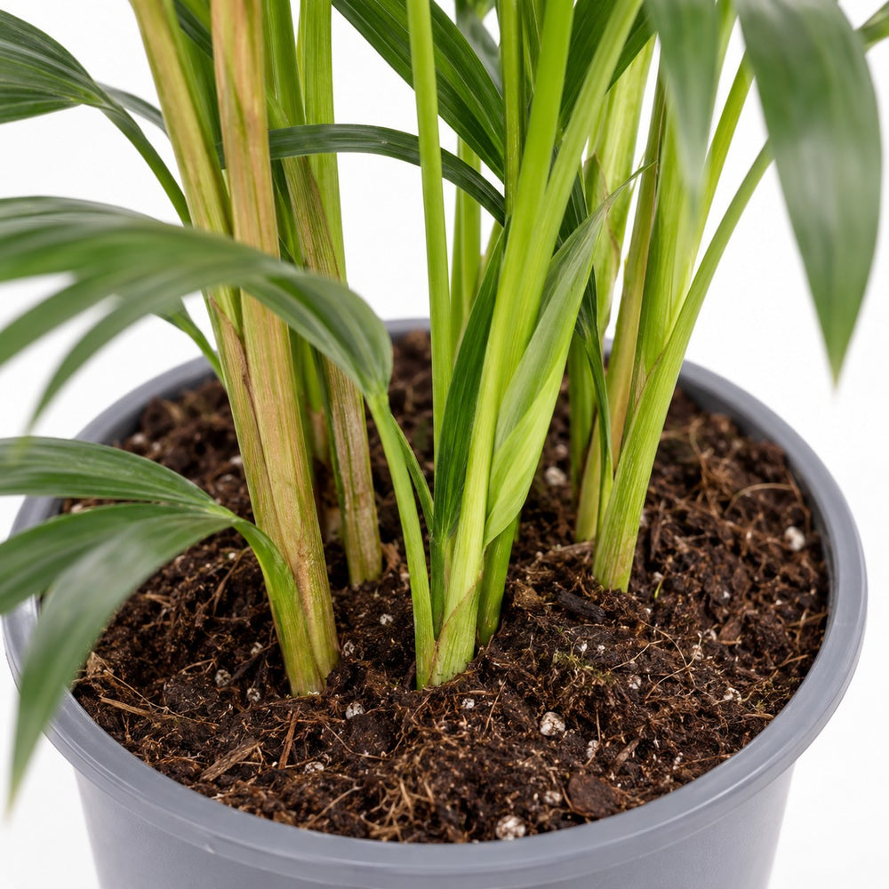 Howea Forsteriana (75cm, Ø17cm), Nahaufnahme Wuchs und Triebansatz