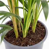 Howea Forsteriana (75cm, Ø17cm), Nahaufnahme Wuchs und Triebansatz
