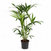 Howea Forsteriana (80cm, Ø19cm) im Kulturtopf