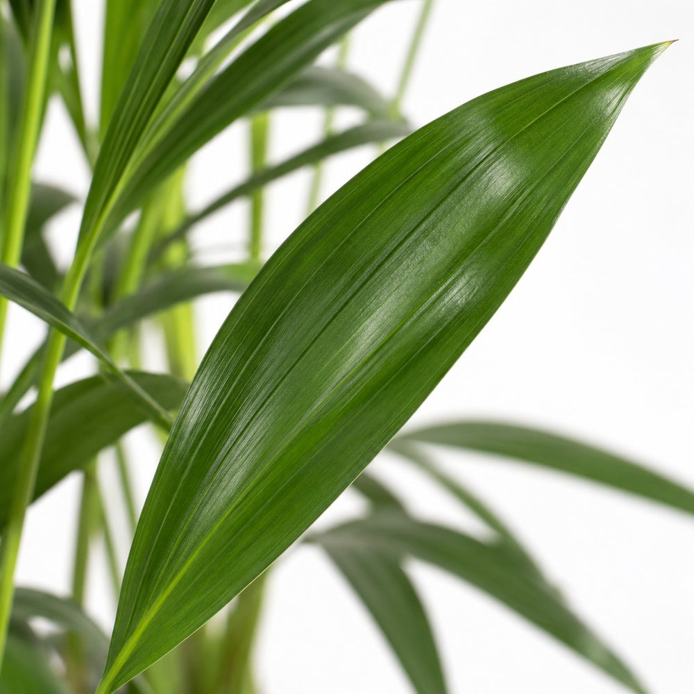 Howea Forsteriana (80cm, Ø19cm), Nahaufnahme Blatt