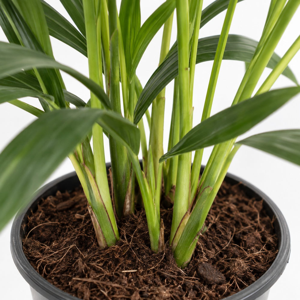 Howea Forsteriana (80cm, Ø19cm), Nahaufnahme Wuchs und Triebansatz