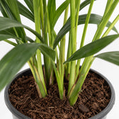 Howea Forsteriana (80cm, Ø19cm), Nahaufnahme Wuchs und Triebansatz