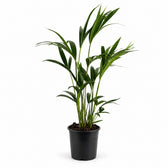 Howea Forsteriana (90cm, Ø19cm) im Kulturtopf