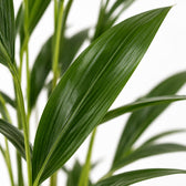 Howea Forsteriana (90cm, Ø19cm), Nahaufnahme Blatt