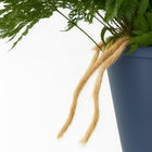 Humata Tyermannii 20cm Nahaufnahme