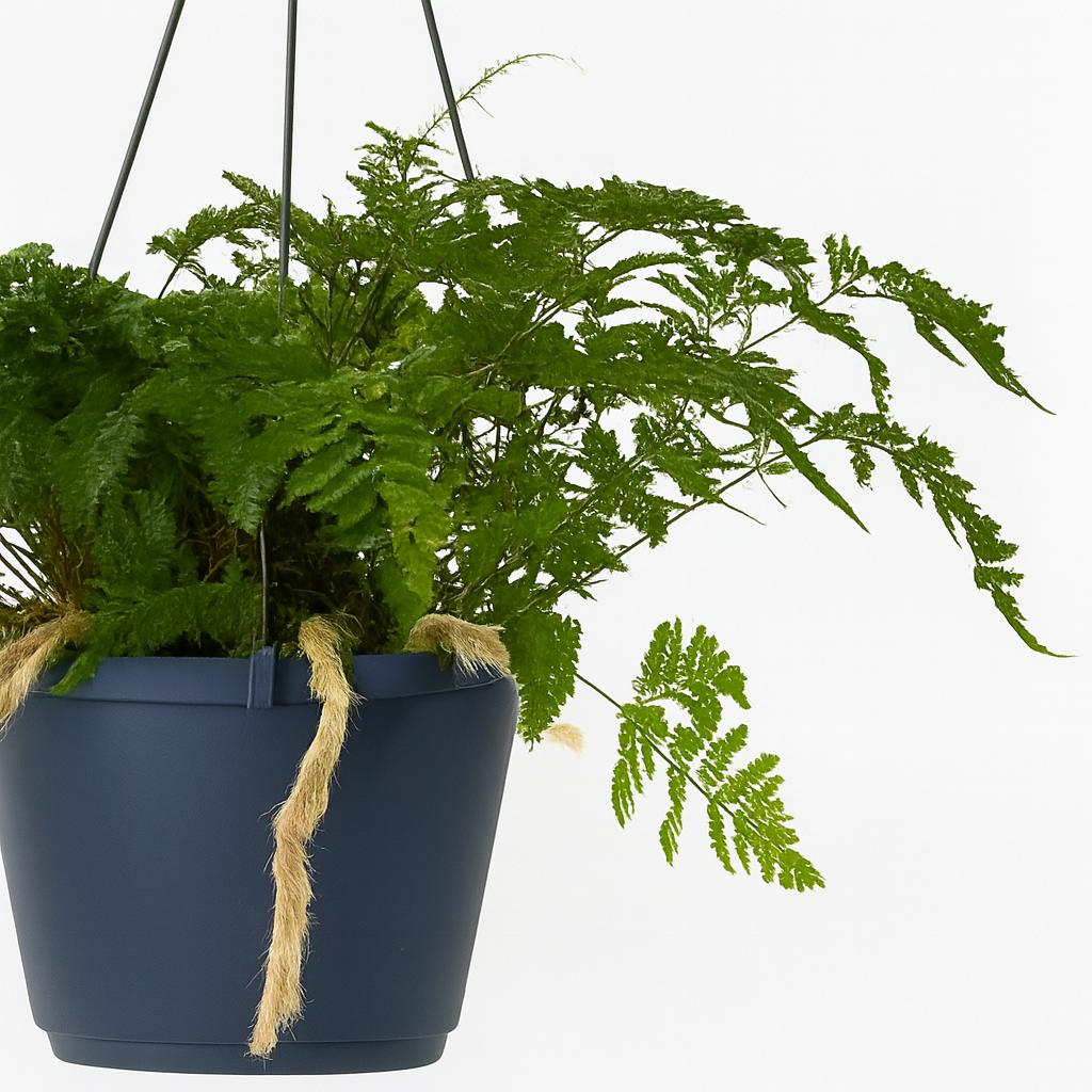 Humata Tyermannii 20cm Nahaufnahme