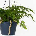 Humata Tyermannii 20cm Nahaufnahme