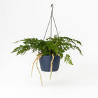 Humata Tyermannii 20cm