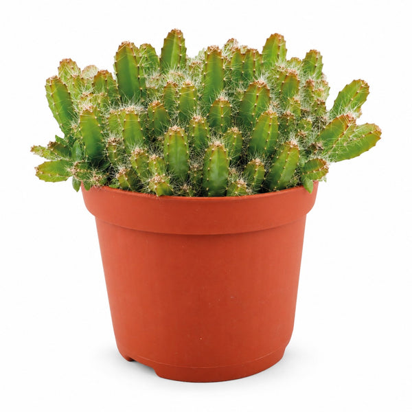 Hylocereus Undatus (15cm, Ø11cm) im Kulturtopf