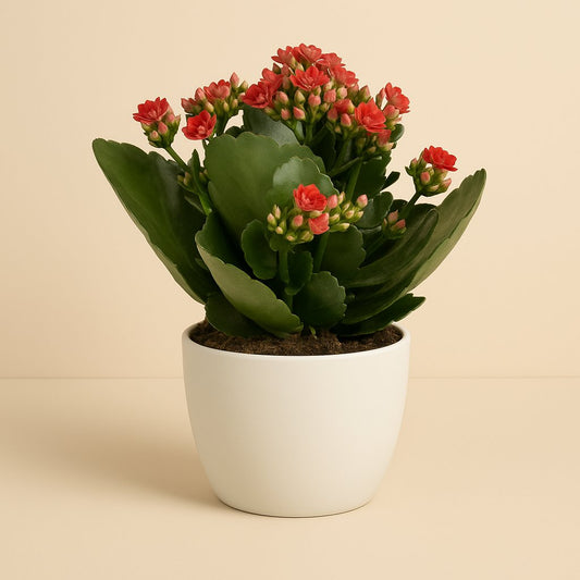 Kalanchoe Rosalina - 27cm