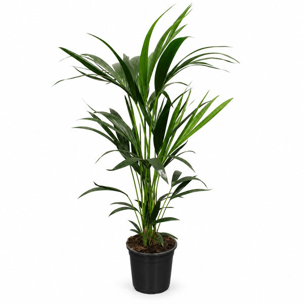 Kentia-Palme Howea Forsteriana - 100cm im Kulturtopf