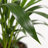 Kentia-Palme Howea Forsteriana, Nahaufnahme Blatt