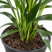 Kentia-Palme Howea Forsteriana, Nahaufnahme Wuchs und Triebansatz