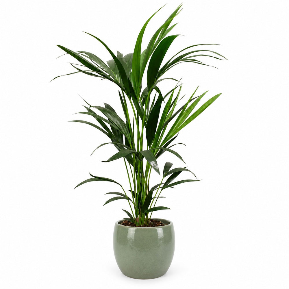 Kentia-Palme Howea Forsteriana - 100cm, Stylingbeispiel im Übertopf (Übertopf nicht enthalten)