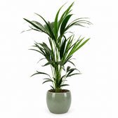 Kentia-Palme Howea Forsteriana - 100cm, Stylingbeispiel im Übertopf (Übertopf nicht enthalten)
