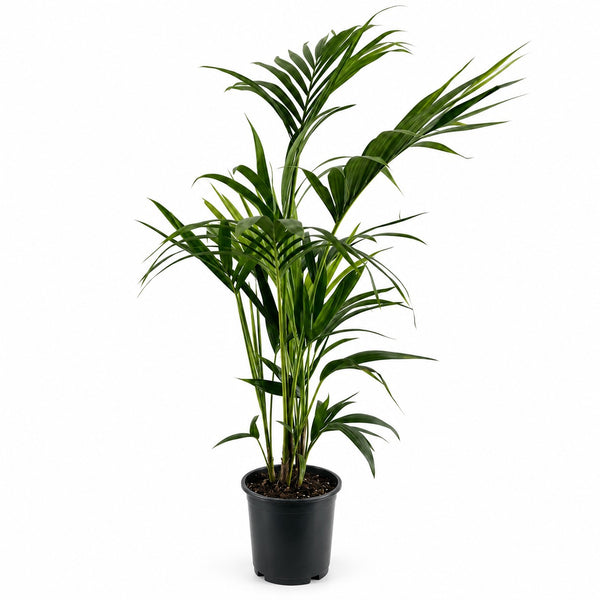 Kentia-Palme Howea Forsteriana - 110cm im Kulturtopf