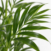 Kentia-Palme Howea Forsteriana, Nahaufnahme Blatt