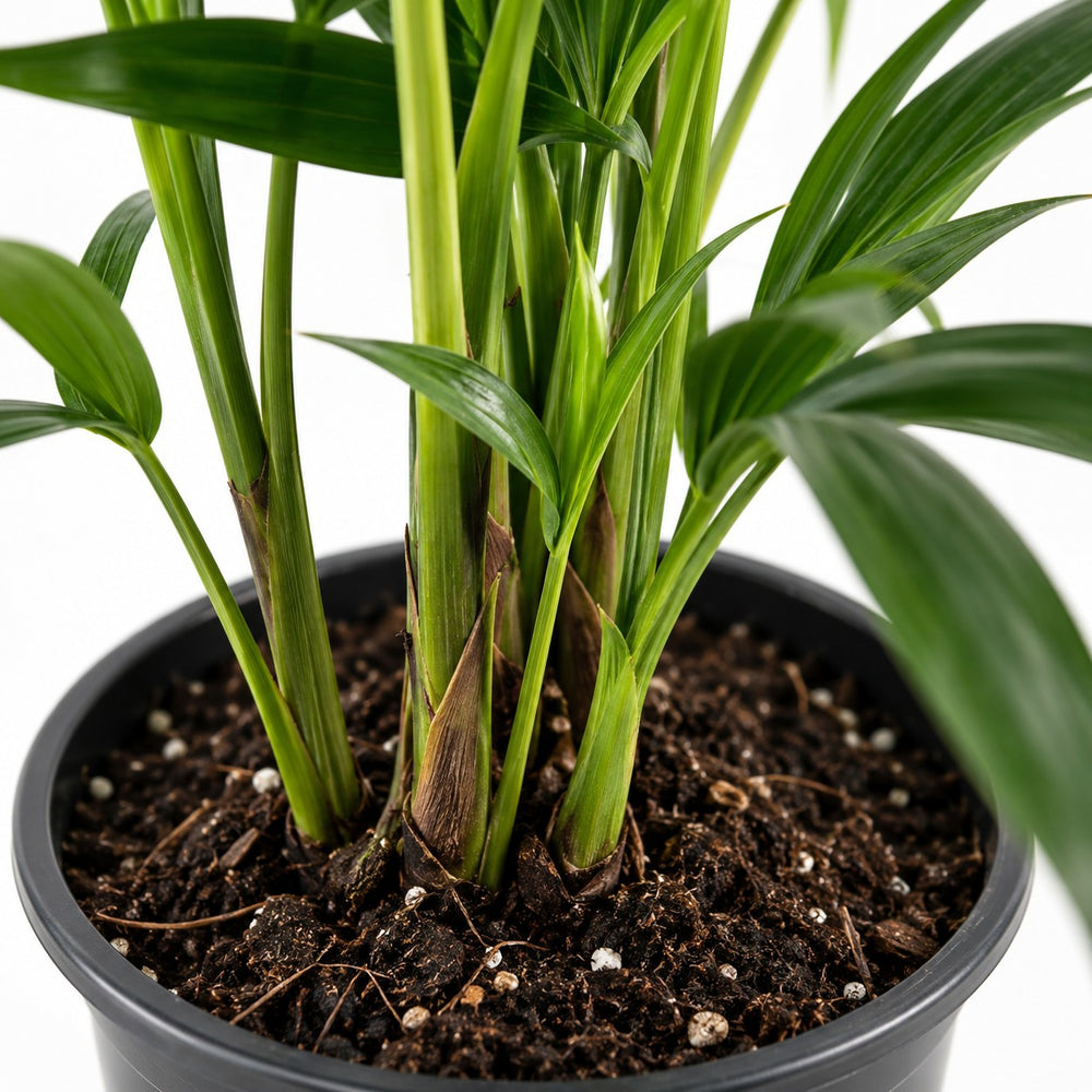 Kentia-Palme Howea Forsteriana, Nahaufnahme Wuchs und Triebansatz