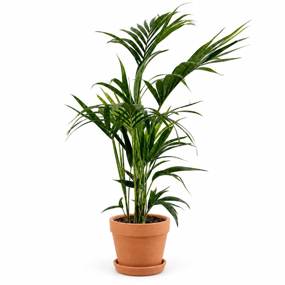 Kentia-Palme Howea Forsteriana - 110cm, Stylingbeispiel im Übertopf (Übertopf nicht enthalten)