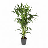 Kentia-Palme Howea Forsteriana - 120cm (Ø21cm) im Kulturtopf