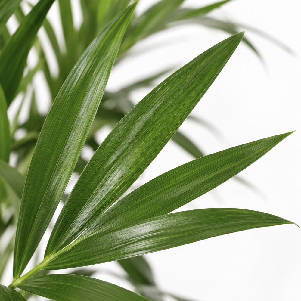 Kentia-Palme Howea Forsteriana, Nahaufnahme Blatt