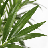 Kentia-Palme Howea Forsteriana, Nahaufnahme Blatt