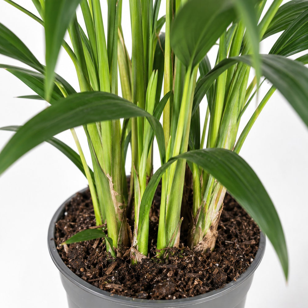 Kentia-Palme Howea Forsteriana, Nahaufnahme Wuchs und Triebansatz