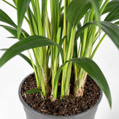 Kentia-Palme Howea Forsteriana, Nahaufnahme Wuchs und Triebansatz