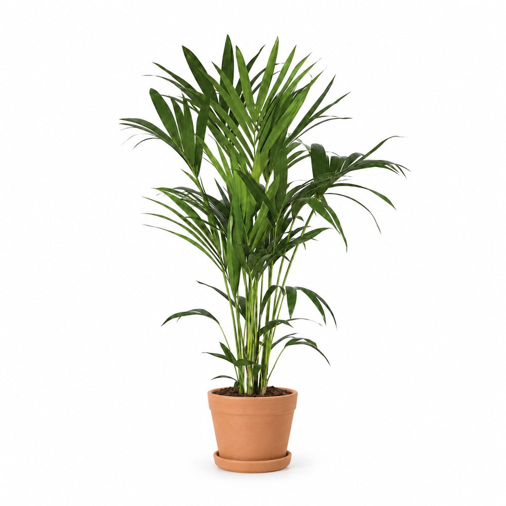 Kentia-Palme Howea Forsteriana - 120cm (Ø21cm), Stylingbeispiel im Übertopf (Übertopf nicht enthalten)