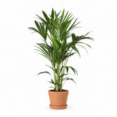Kentia-Palme Howea Forsteriana - 120cm (Ø21cm), Stylingbeispiel im Übertopf (Übertopf nicht enthalten)