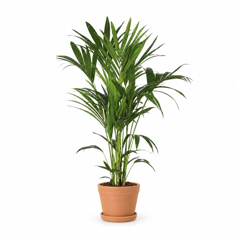Kentia-Palme Howea Forsteriana - 120cm (Ø21cm) Detail