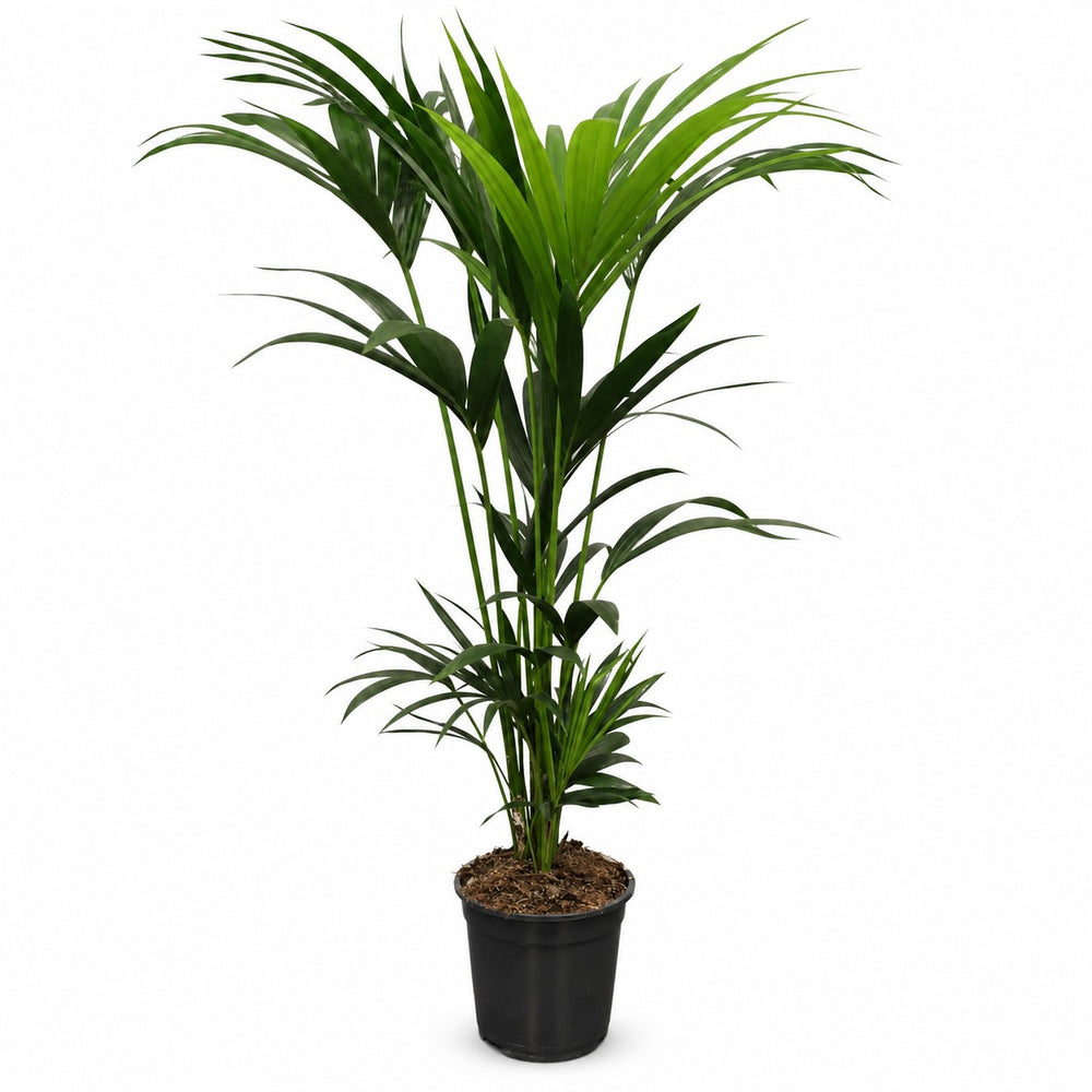 Kentia-Palme Howea Forsteriana - 120cm (Ø21cm) im Kulturtopf